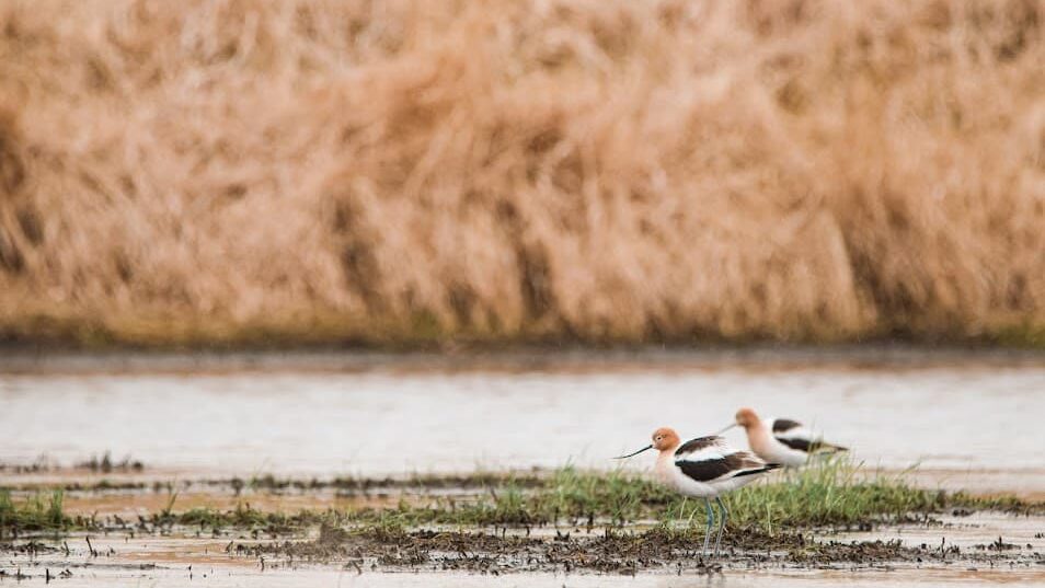 Horicon Marsh Birding: Guide to a Globally Important Wetland