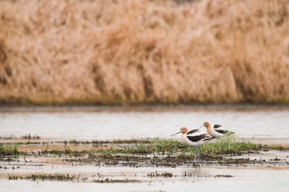 Avocets at Horicon Marsh.