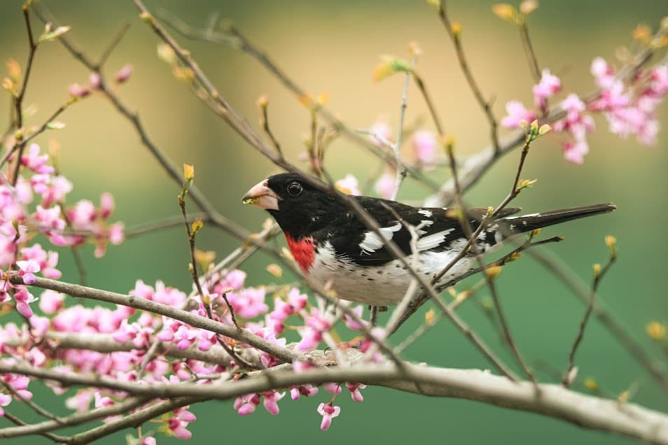 Rose-breasted grosbeak sits on a redbud branch.