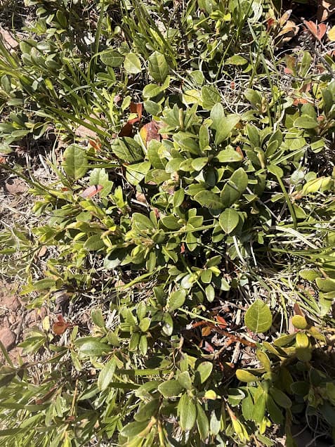 Kinnikinnick plant