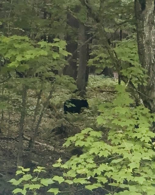 Black bear in a maple forest in the Porcupine Mountains.