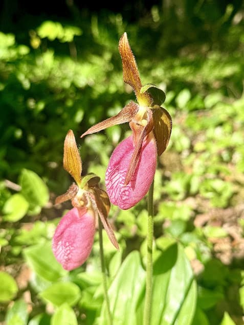 Lady's slipper orchid growing along Lake Superior.