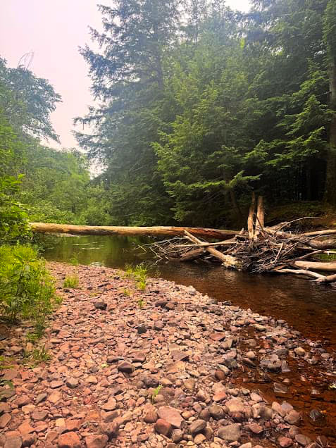 Log crossing the Carp River.