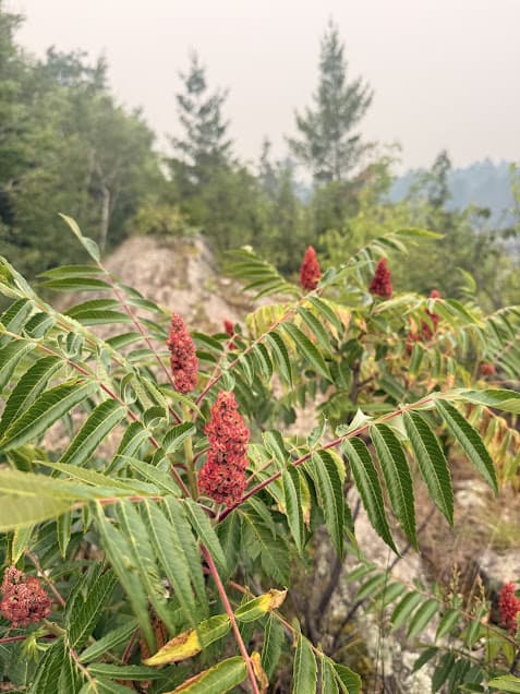 Sumac along the Carlton Trail.