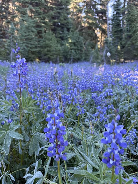 Scenes from the Goat Lake trail.