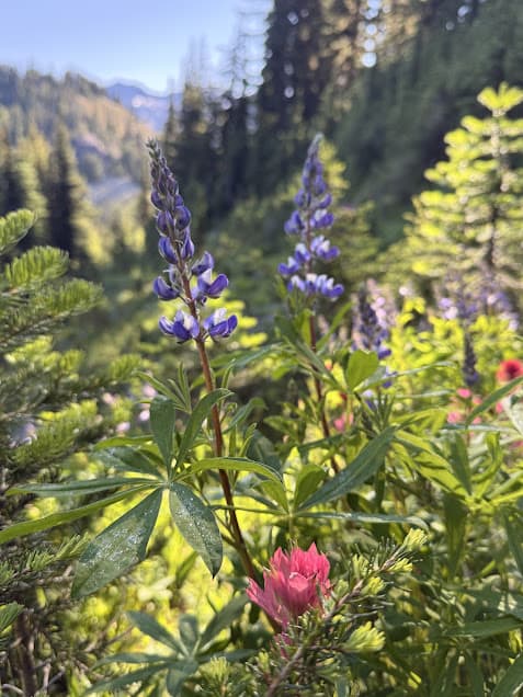 Wildflowers along the Goat Ridge Trail.