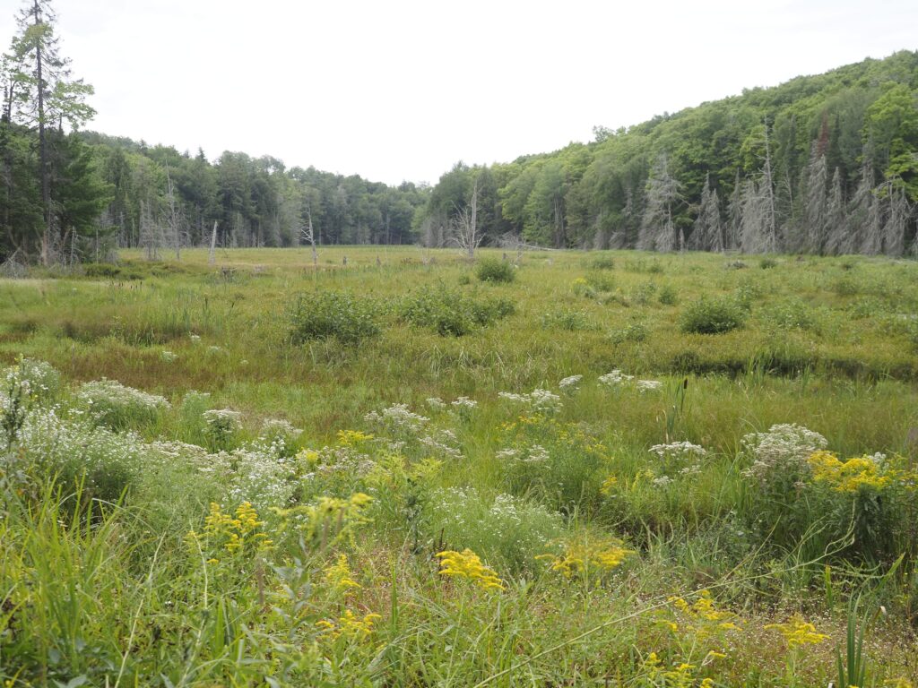 Marsh area in the northwoods of Michigan's Upper Peninsula.