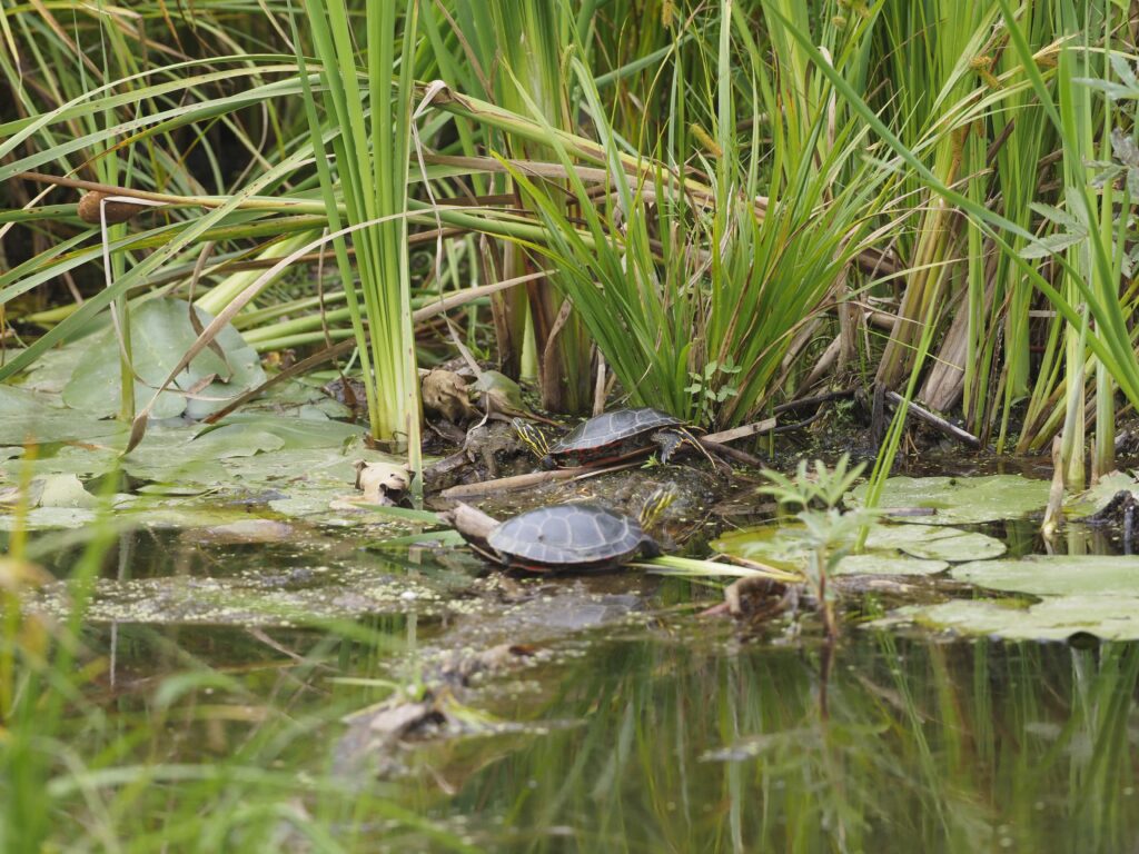Turtles in Sylvania Wilderness Area.