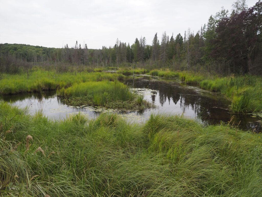 Riparian stream in Sylvania, Michigan.