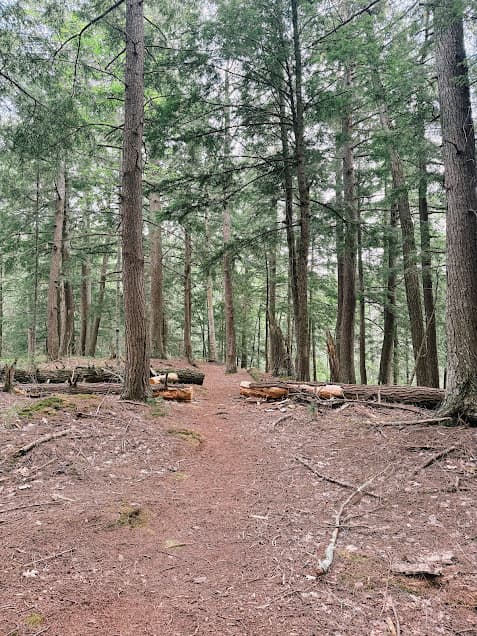 Old growth hemlock forest in Michigan.