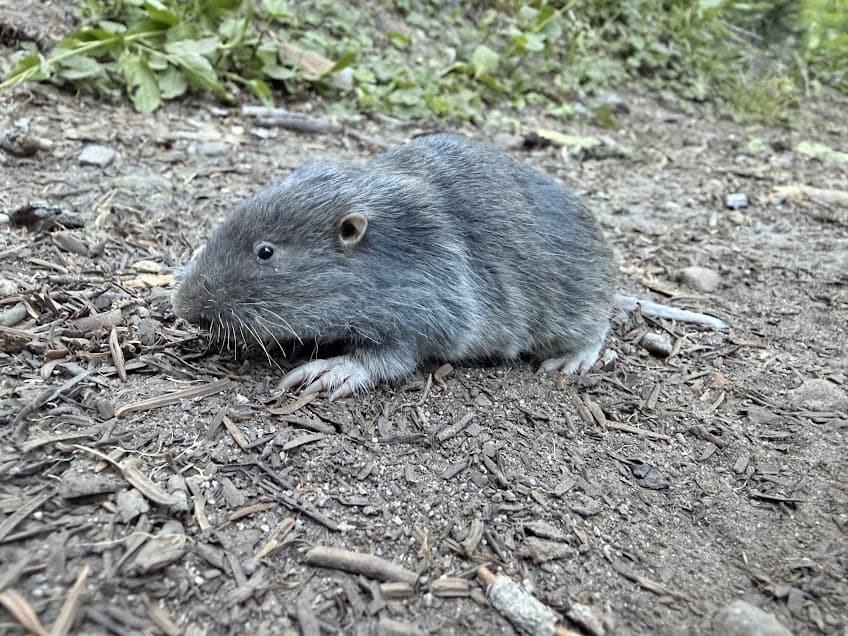 Pocket gopher in the Pacific Northwest