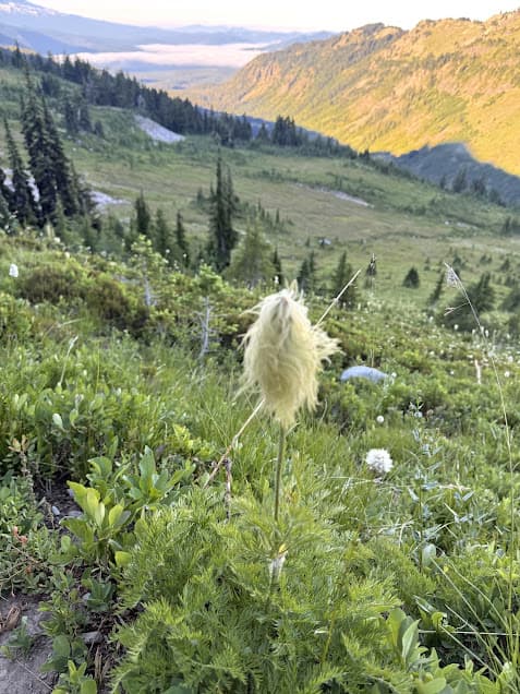 Western Pasqueflower in the Goat Rocks Wilderness
