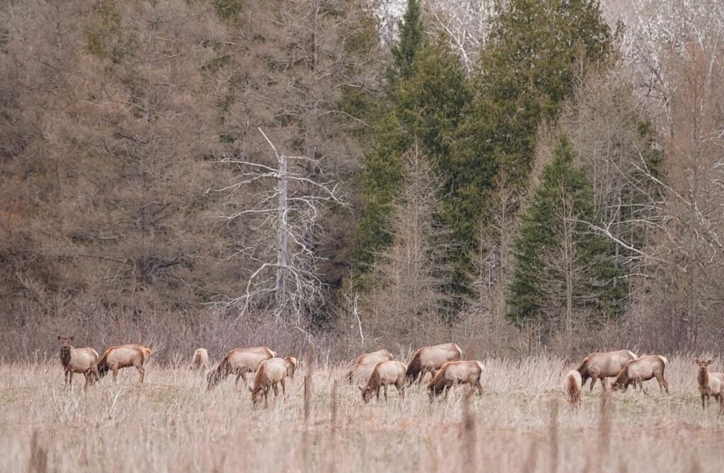 Elk grazing in a field in Michigan.