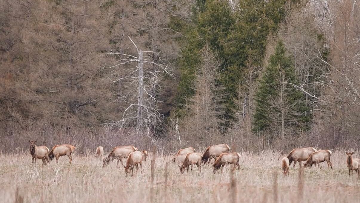 Where to See Wild Elk in the Midwest